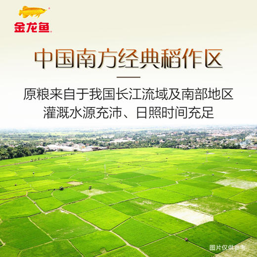【金龙鱼御品软香米5KG】入口清甜 香糯弹滑 商品图2