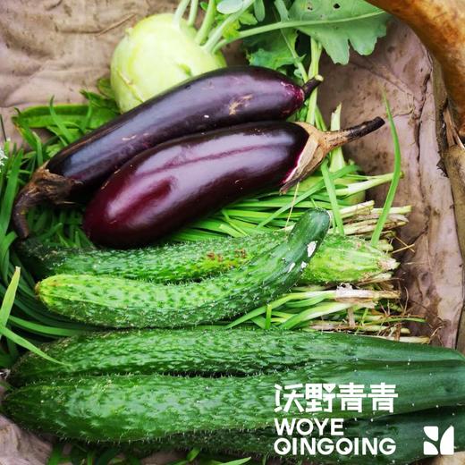 青青自产有机刺黄瓜/玉女黄瓜 3斤 基地发货 顺丰包邮 商品图3