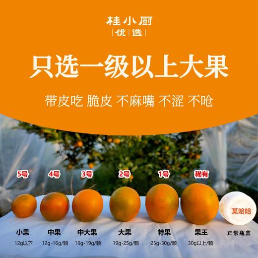 融安金桔（滑皮品种，脆爽香甜） 商品图1