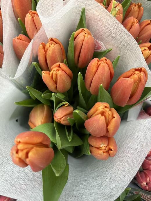 国产郁金香合集 商品图9