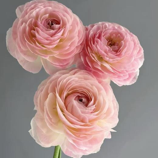 日系丨精灵洋牡丹丨10支【稀有】 商品图2