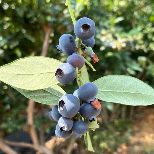 云南现摘蓝莓 果肉饱满 酸甜浓郁 高山生态新鲜水果 商品图1