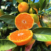 『正宗临海涌泉蜜桔』皮薄肉嫩，汁多化渣，甜蜜细腻，色泽亮丽 商品缩略图6