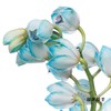 大花蕙兰 | 吸色孔雀蓝【人工吸色，有色差，慎重下单】 商品缩略图1