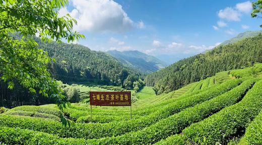 武夷山大红袍 茶厂直发 茶色油润 茶汤干净醇香 商品图5