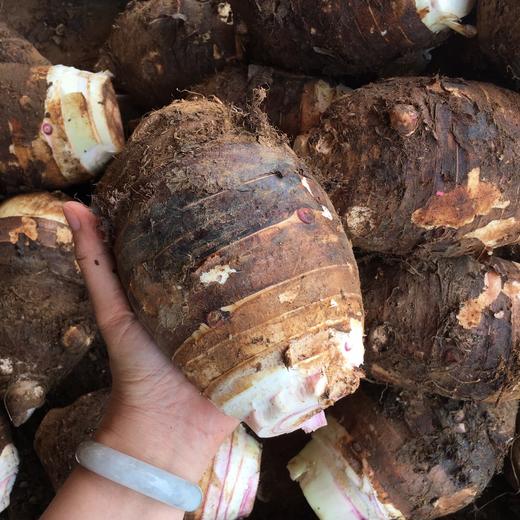 【广西荔浦芋头】 国家地理标志 乾隆年代的御前贡品 口感粉糯 芋香浓郁 商品图0