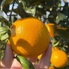 湖南麻阳冰糖橙 当季现摘 皮薄多汁 纯甜无酸橙子 商品缩略图4