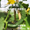 青青自产有机刺黄瓜/玉女黄瓜 3斤 基地发货 顺丰包邮 商品缩略图1