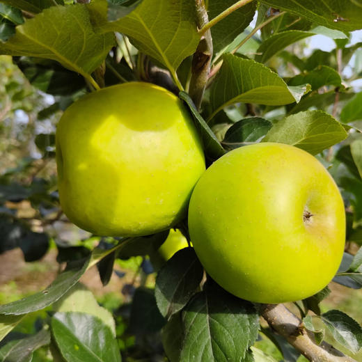 陕西瑞雪苹果，果肉细嫩，脆爽多汁，一款基本纯甜的苹果，苹果中的爱马仕！ 商品图8