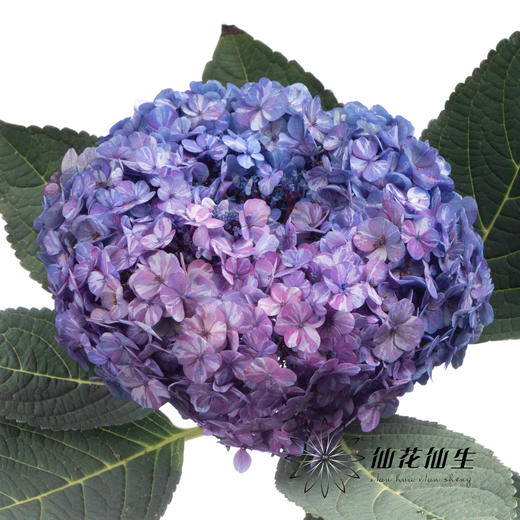 绣球 | 晴天蓝色 商品图0