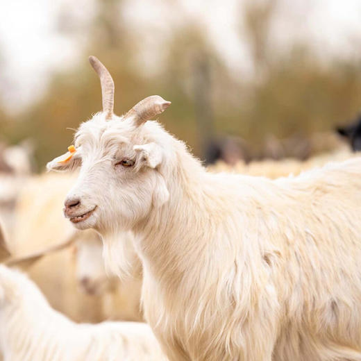 ✅ 新疆有机小山羊  双有机认证 南疆塔河流域原产地 商品图5