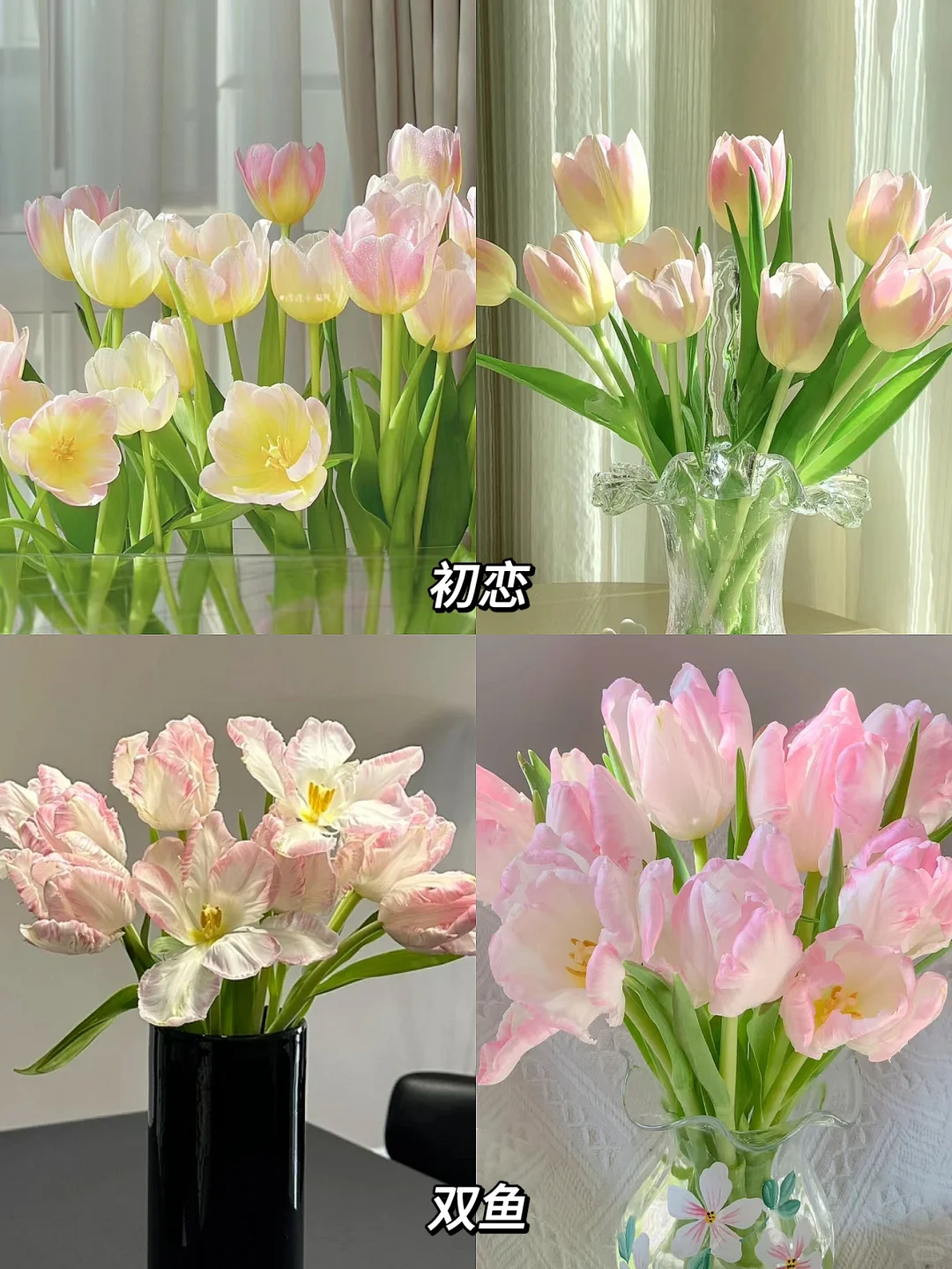 国产郁金香合集