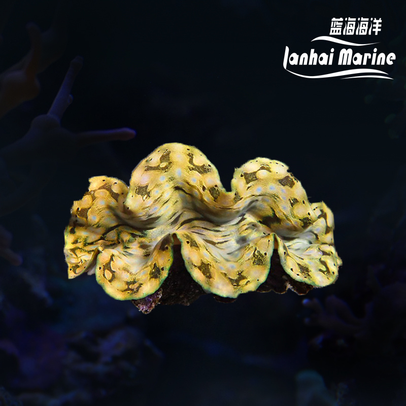 人工长砗磲 B（滤水）