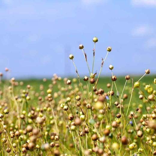 神农唛有机亚麻籽油礼盒装 一级冷榨食用油送礼900ml*2瓶 商品图3