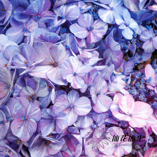 绣球 | 晴天蓝色 商品图3