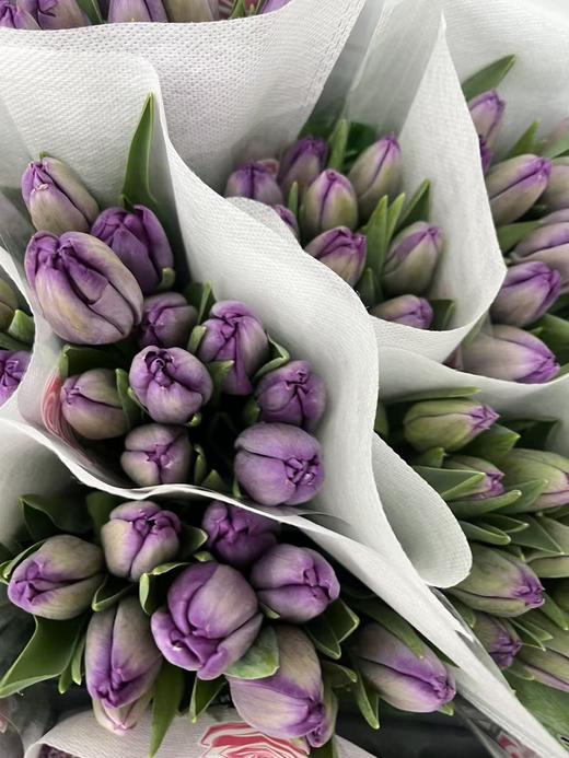 国产郁金香合集 商品图13