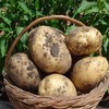 兰州精品土豆5千克 商品缩略图2