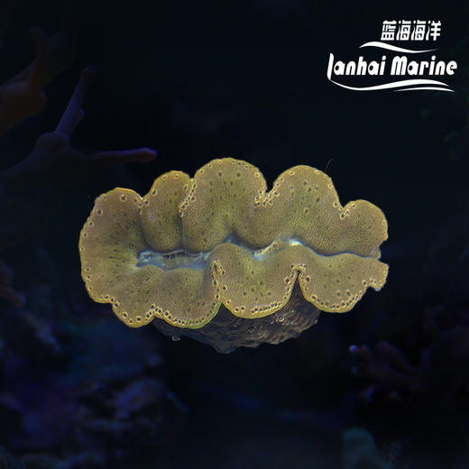 人工番红砗磲-棕色（滤水） 商品图0