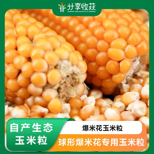 自产生态玉米粒 | 球形爆米花专用玉米粒 | 非转基因 | 爆裂玉米DIY自制爆米花原料 | 农场自产 * Self-produced Ecological Corn Kernels 商品图0