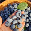 云南现摘蓝莓 果肉饱满 酸甜浓郁 高山生态新鲜水果 商品缩略图3