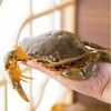 有机全油黄油蟹 3两/只 商品缩略图0