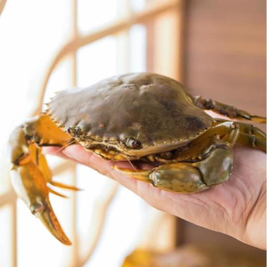 有机全油黄油蟹 3两/只 商品图0