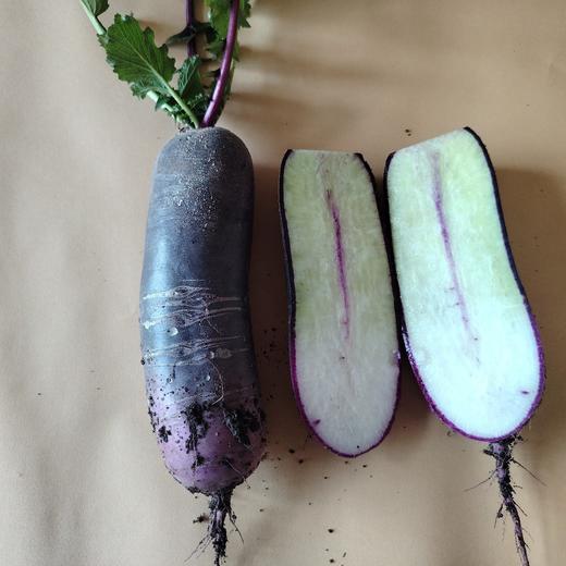 冰激凌萝卜 商品图1