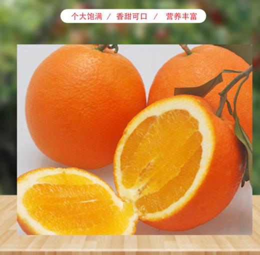 秭归 新溪源 纽荷尔甜橙 商品图1