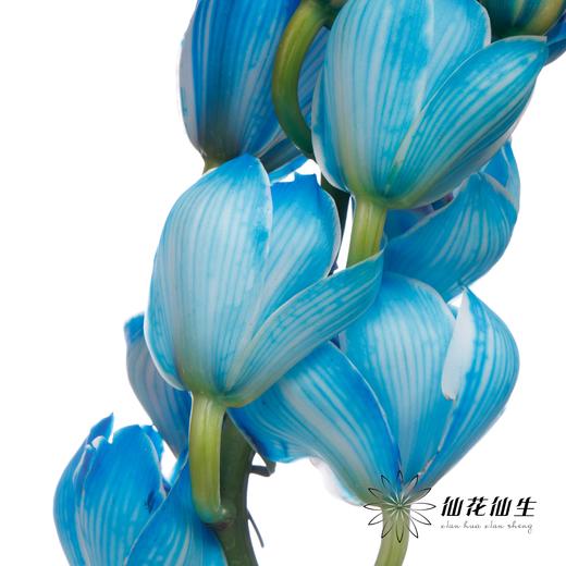 大花蕙兰 | 吸色天空蓝【人工吸色，有色差，慎重下单】 商品图2