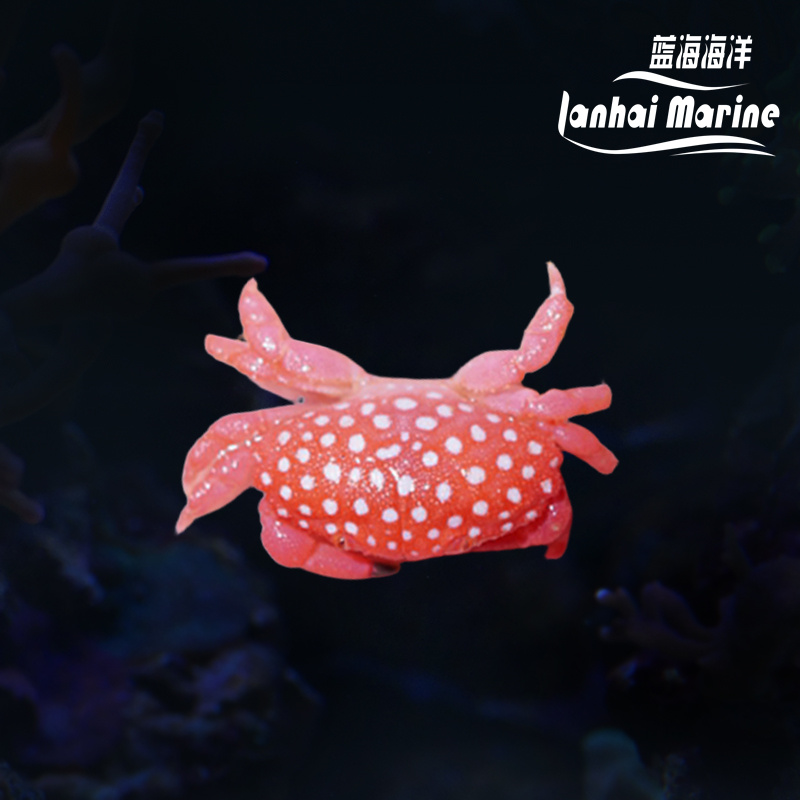 草莓蟹