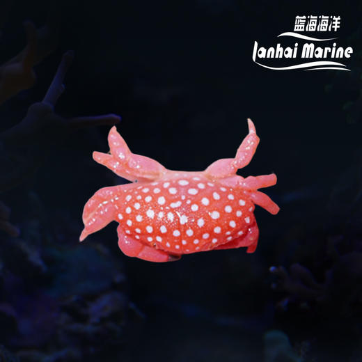 草莓蟹 商品图0