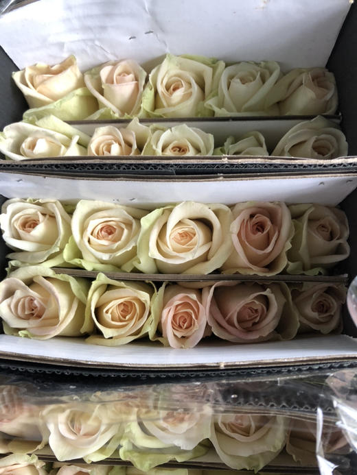 玫瑰·白荔枝 商品图1