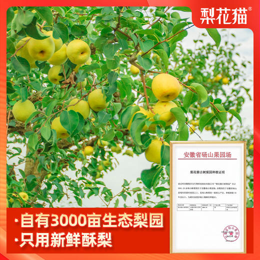 妈咪梨呀 纯净梨膏150g/盒 商品图4