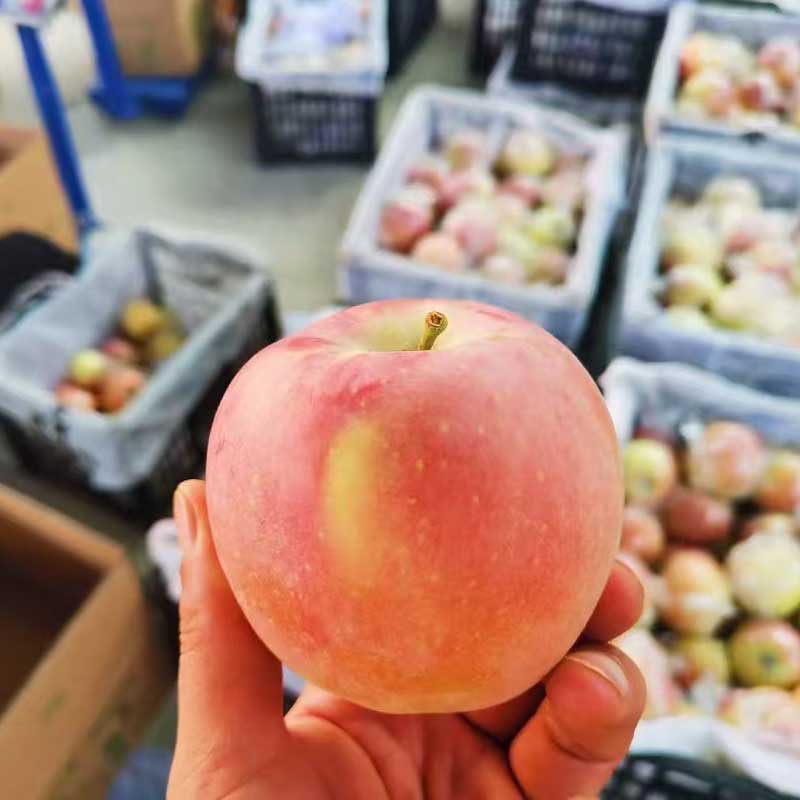 山西膜袋红富士苹果，脆嫩多汁、甜润回甘