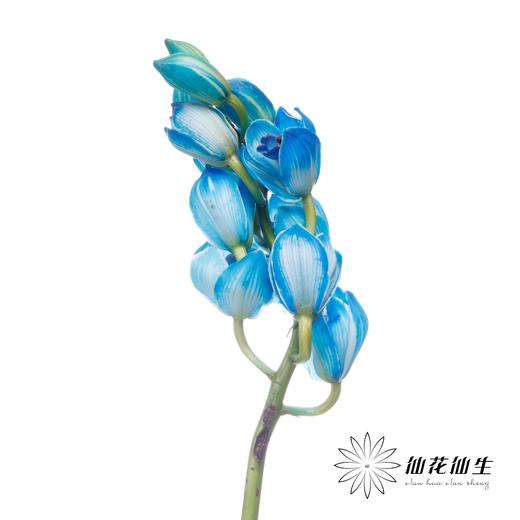 大花蕙兰 | 吸色天空蓝【人工吸色，有色差，慎重下单】 商品图1