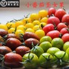 【皮薄肉厚】三色小番茄 3斤(±2两)  酸甜多汁坏果包赔 商品缩略图3