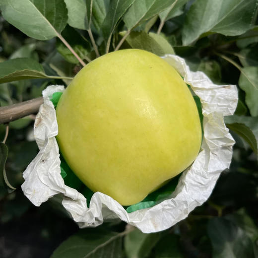 陕西瑞雪苹果，果肉细嫩，脆爽多汁，一款基本纯甜的苹果，苹果中的爱马仕！ 商品图5