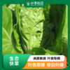 生态快菜 | 脆嫩细腻 | 石嫣农场 * Chinese Cabbage | Self-Produced 商品缩略图0