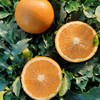 湖南麻阳冰糖橙 当季现摘 皮薄多汁 纯甜无酸橙子 商品缩略图1