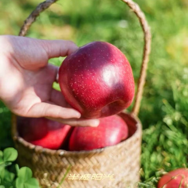 【顺丰快递】半坡阳光爆蜜苹果 内测荣获年度最佳苹果称号 爆香/爆甜/爆汁/爆美/爆酥脆 ABPYG