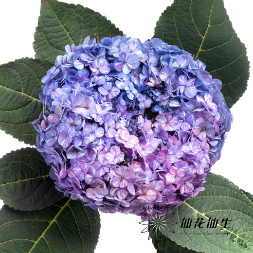 绣球 | 晴天蓝色 商品图2