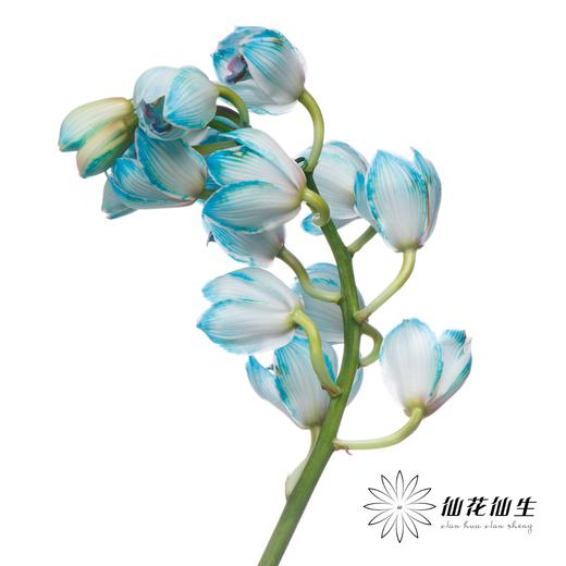 大花蕙兰 | 吸色孔雀蓝【人工吸色，有色差，慎重下单】 商品图3