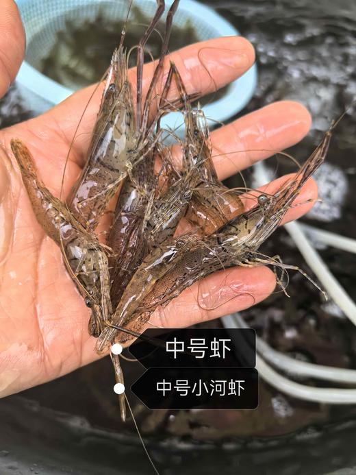 安叶家自产野生小河虾 商品图1