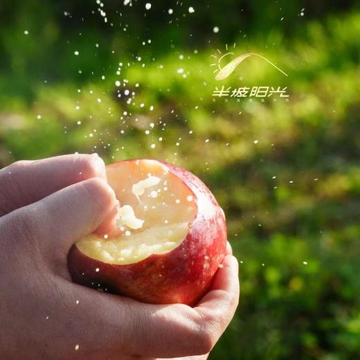 【顺丰快递】半坡阳光爆蜜苹果 内测荣获年度最佳苹果称号 爆香/爆甜/爆汁/爆美/爆酥脆 ABPYG 商品图5