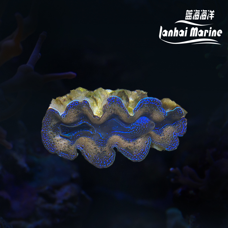 人工番红砗磲-蓝色（滤水）