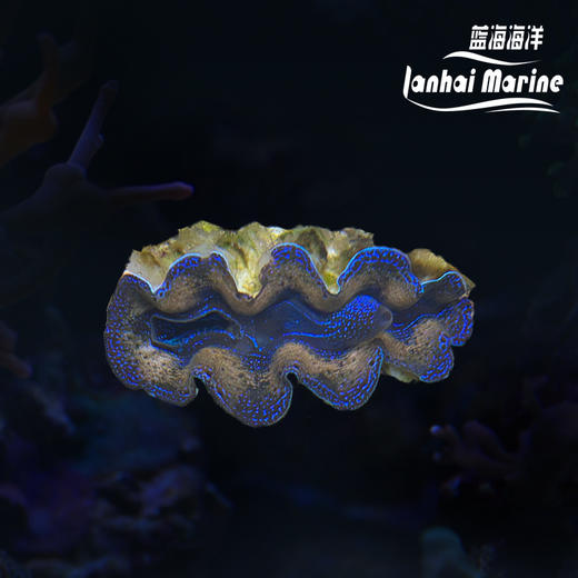 人工番红砗磲-蓝色（滤水） 商品图0