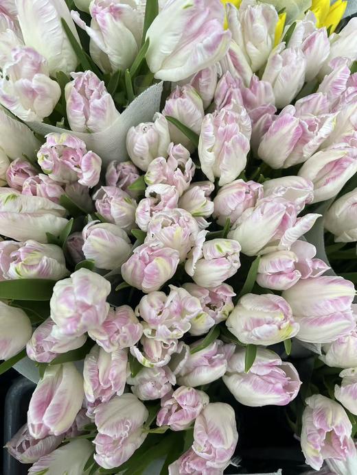 国产郁金香合集 商品图10