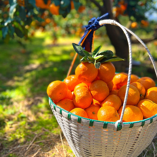 『正宗临海涌泉蜜桔』皮薄肉嫩，汁多化渣，甜蜜细腻，色泽亮丽 商品图7