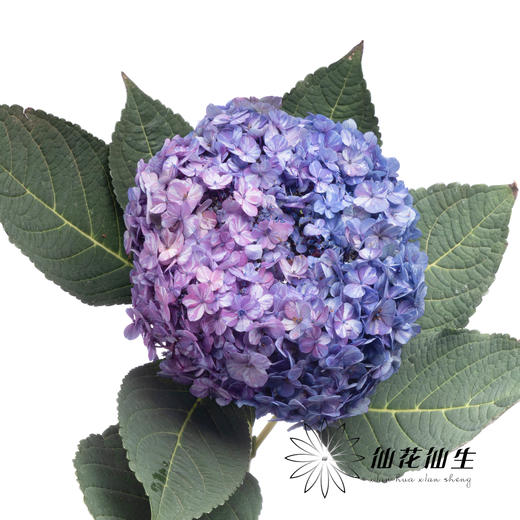 绣球 | 晴天蓝色 商品图4