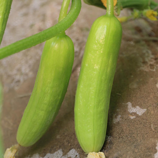 【送礼必备】时令水果礼盒 应季新鲜自然熟小蜜梨黄山楂精品水果礼盒   节日礼盒 可支持企业定制 商品图10